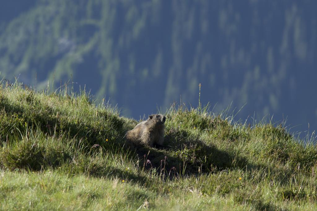 ホテルBerghaus Obergmeind チャッピーナ エクステリア 写真